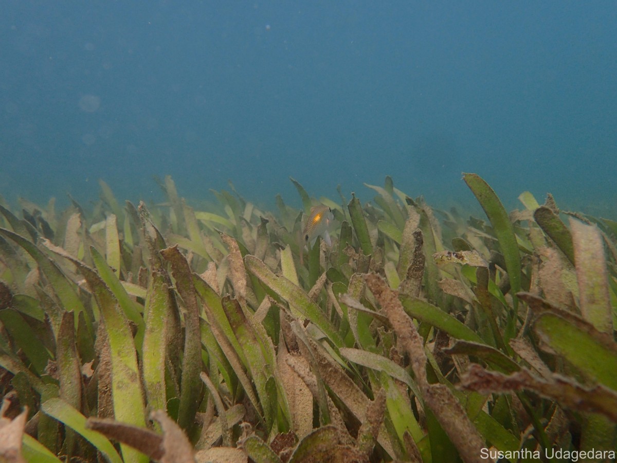 Oceana serrulata (R.Br.) Byng & Christenh.